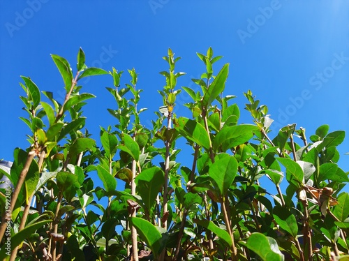 BLUE SKY GREEN LEAVES