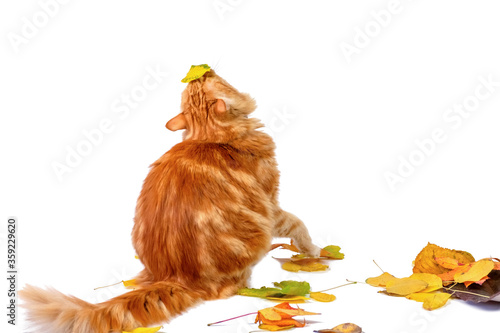 Fototapeta Naklejka Na Ścianę i Meble -  Ginger cat is playing with colorful autumn leaves