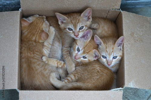4 kittens one month old in a cardboard box