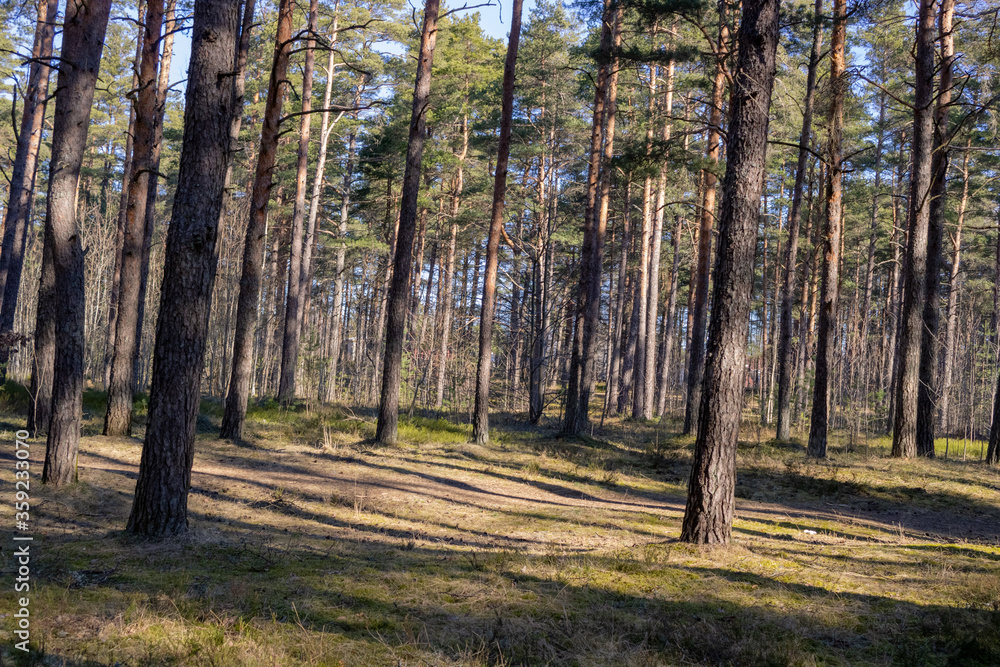Fototapeta premium The forest is sunny during the summer; Tall trees with green and lush foliage