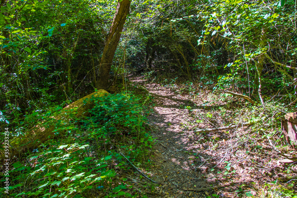 Fototapeta premium path in the forest