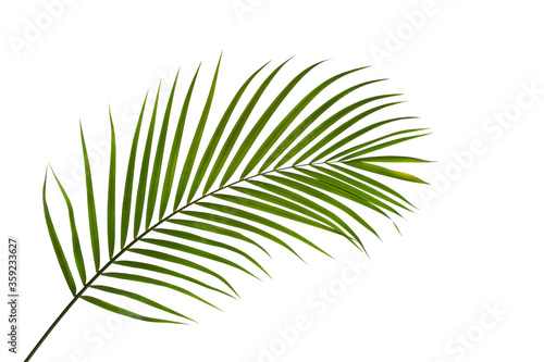 leaves of coconut isolated on white background with clipping path for design elements, tropical leaf, summer background