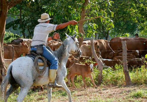 Arreo Ganado Venezuela photo