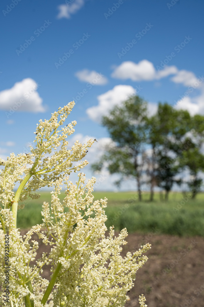 A rhubarb plant turns to bloom over the Alberta Prairies as its flowers spread seeds to germinate new growth with a blurred landscape background.