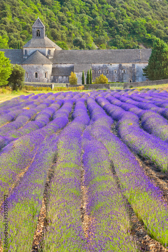 France, Provence, the famous Senanque Abbey immersed in its lavender fields