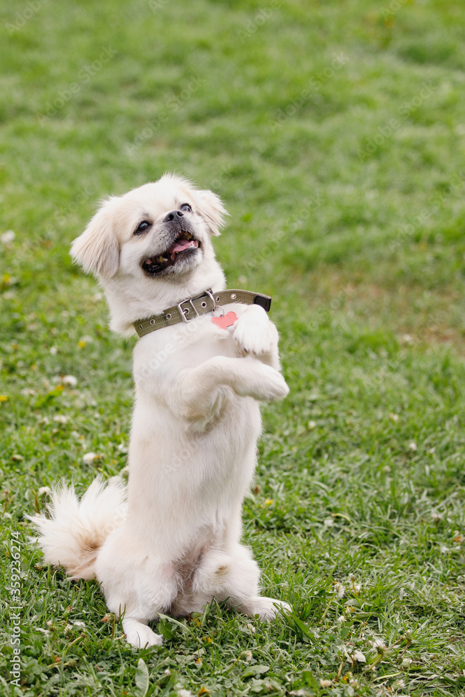 Tibetan Spaniel dog on green lawn