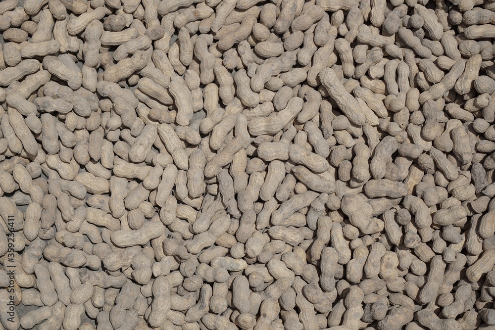 Seed treatment of peanuts by sun drying. Seed treatment of peanuts by sun drying.