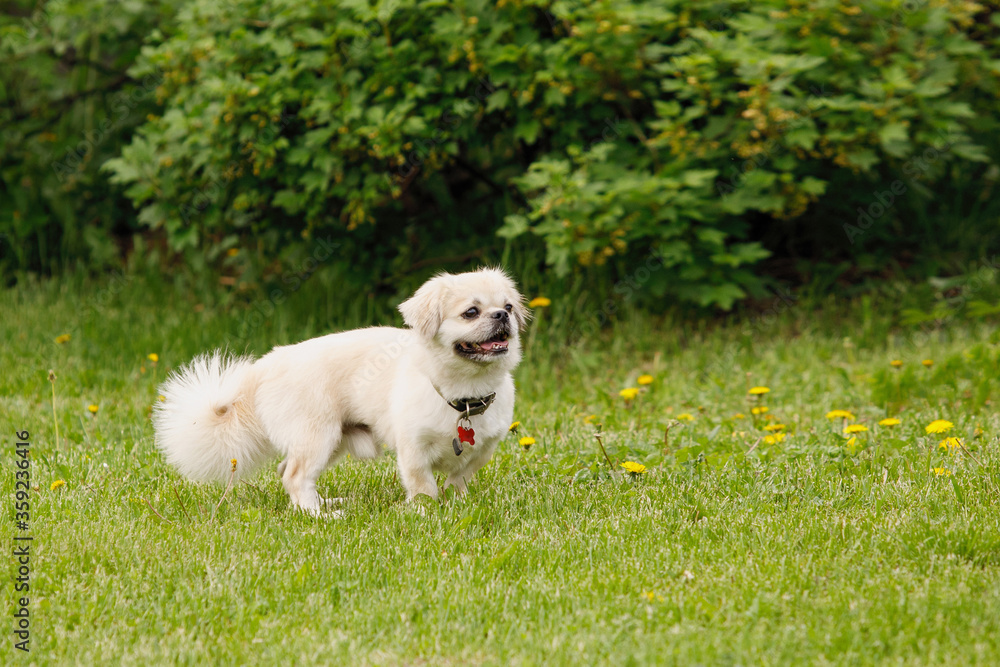 Tibetan Spaniel dog on green lawn Tibetan Spaniel dog on green lawn