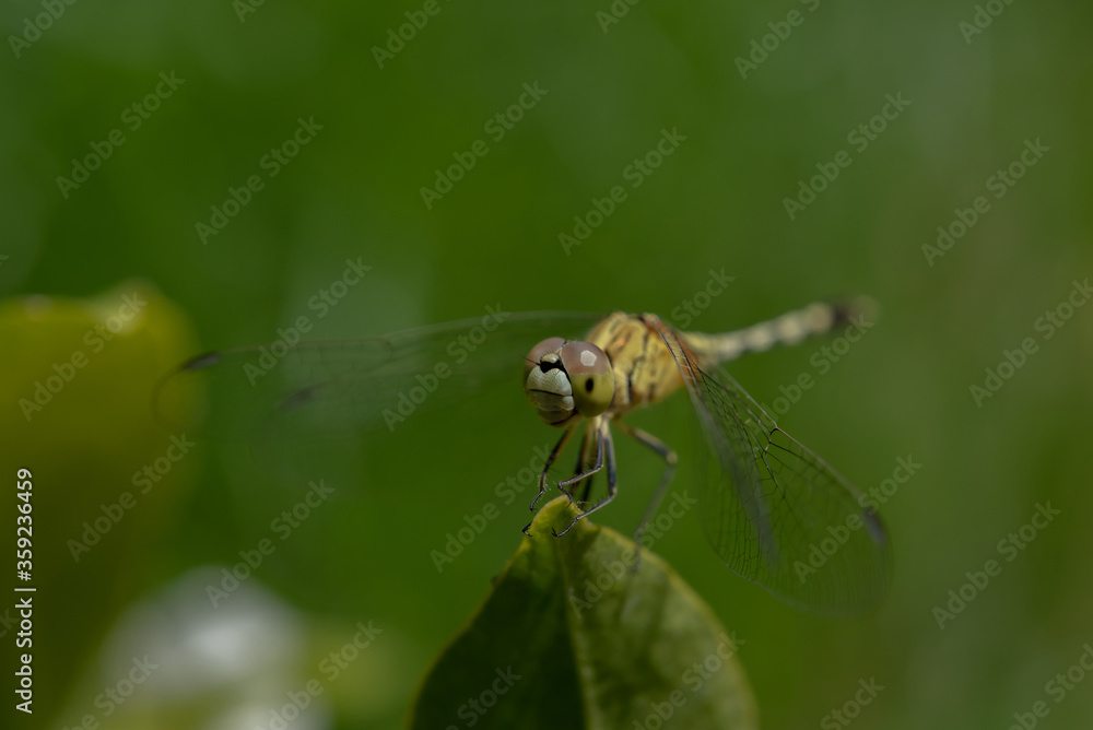 Dragonfly on leaves in the garden. Dragonfly on leaves in the garden.