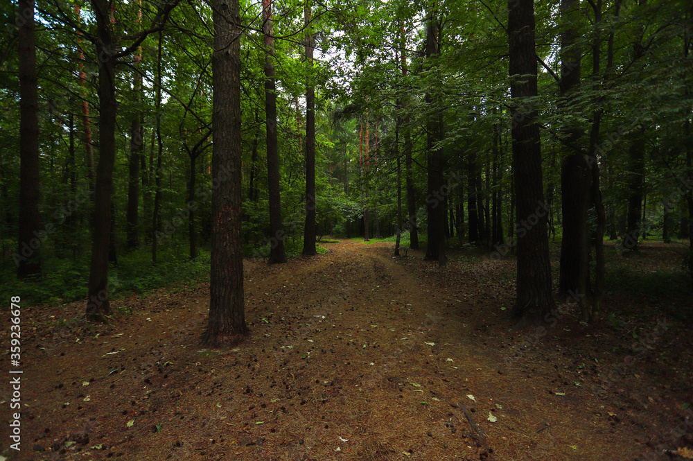 Fototapeta premium forest with beautiful trees calm in the forest sunset in the forest