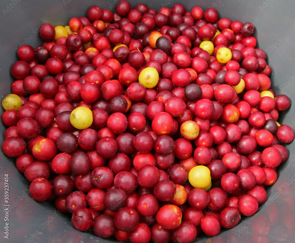 Delicious colorful plums in bucket Delicious colorful plums in bucket