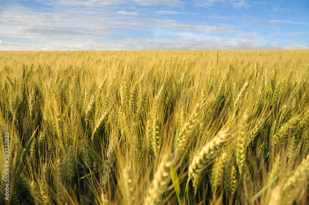 Obraz premium Sea of a beautiful golden wheat
