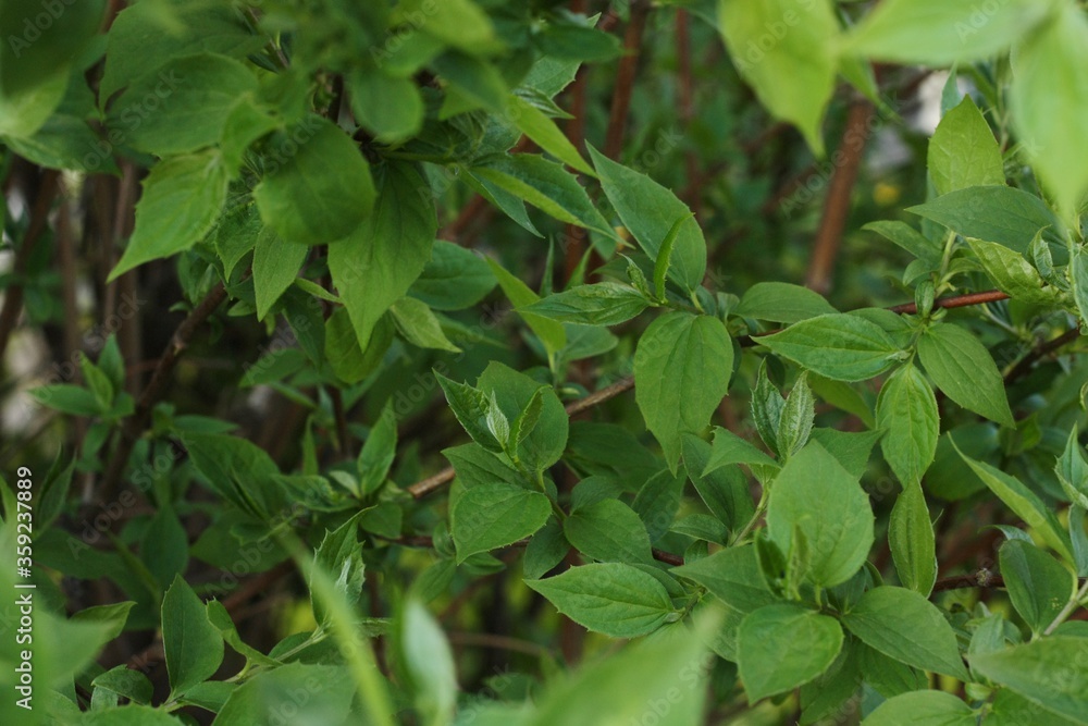 Beautiful green plant in the garden view Beautiful green plant in the garden view