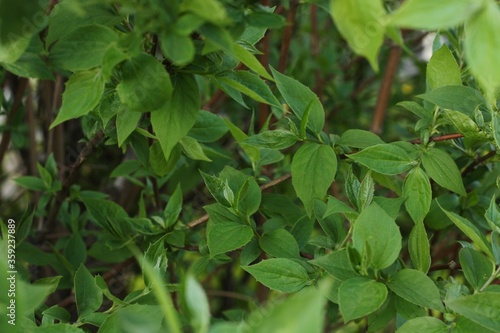 Wallpaper Mural Beautiful green plant in the garden view Torontodigital.ca