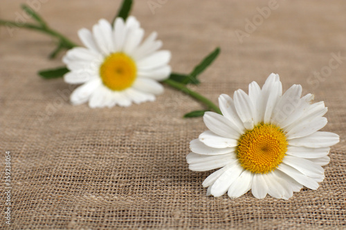 Daisies are lying on a table covered with a linen tablecloth. Selective focus.