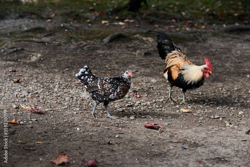 nature and farm concept - Rooster and hen farm scene. selective focus