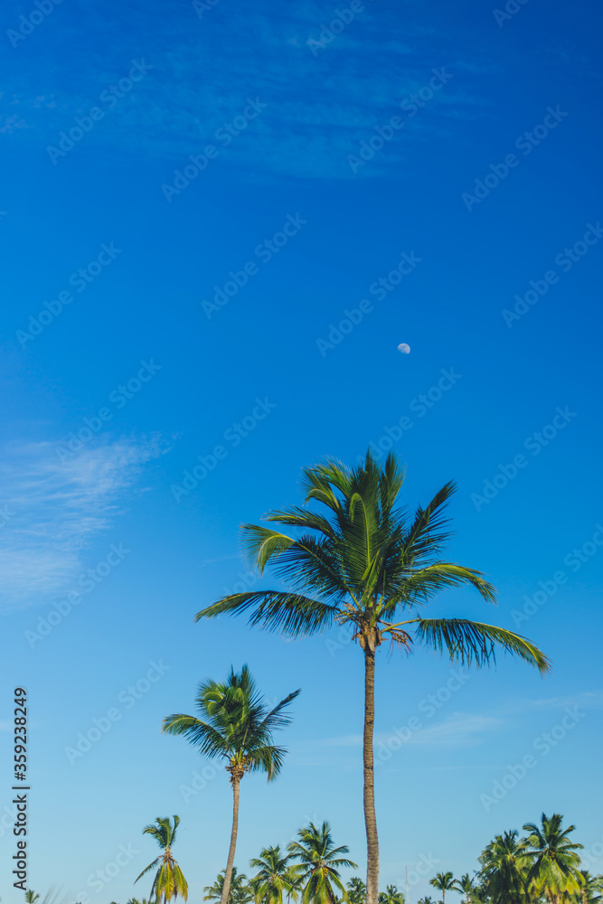Green palm trees on a background of blue sky. Sunny tropical day