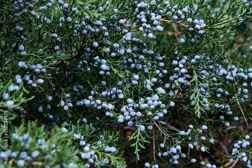 nature, ecology and healthy food concept. close up of juniper bush with berries