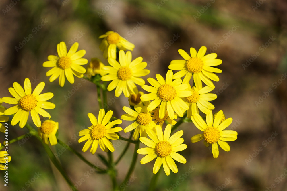 yellow flowers in spring