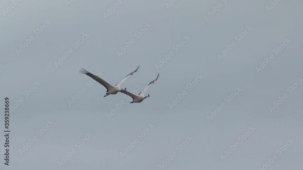 crane couple bird in flight overhead panning right crane couple bird in flight overhead panning right