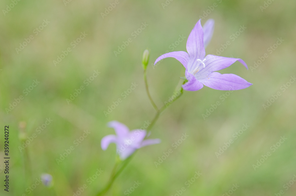 bellflower in garden with green background bellflower in garden with green background