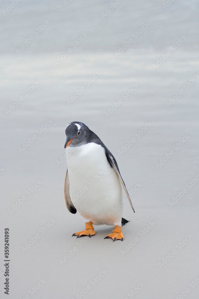 Fototapeta premium Gentoo penguin in natural habitat