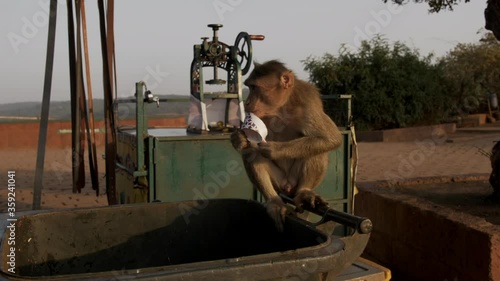 Slowmotion cheeky monkey jumps into rubbish bin searching for food in Mahabaleshwar, India. photo