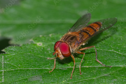 Wallpaper Mural fly sitting on leaf macro Torontodigital.ca