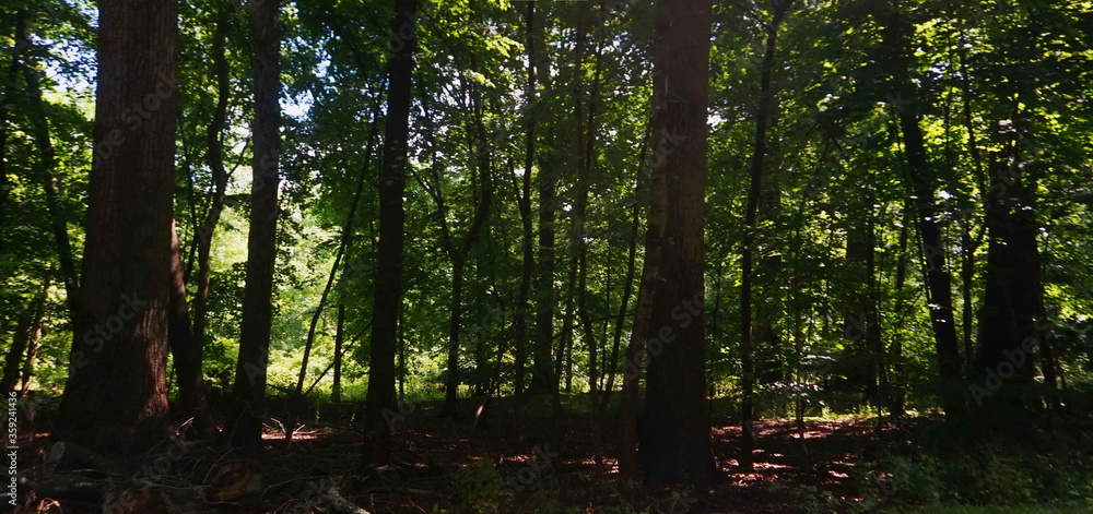 Obraz premium Preserved Woods