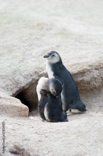 Magellan penguin baby's  © Tanja