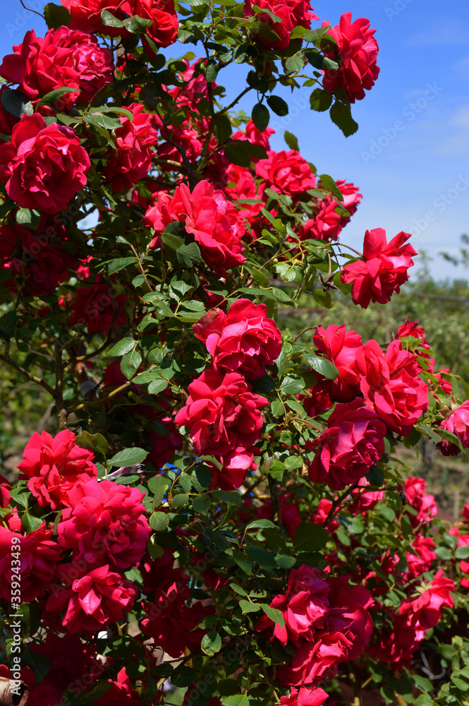rose bush on which there are a lot of red blossoming buds. blue sky in the background