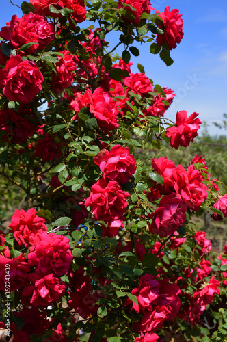 rose bush on which there are a lot of red blossoming buds. blue sky in the background © Дмитрий Быканов