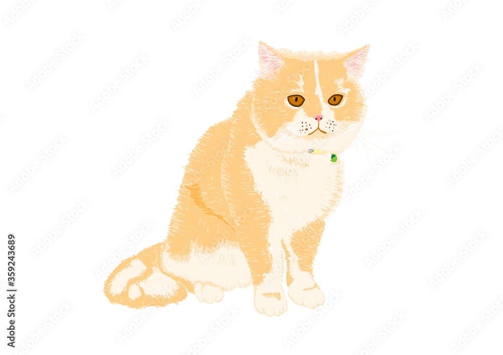 Obraz premium Scottish Fold Cat painting 