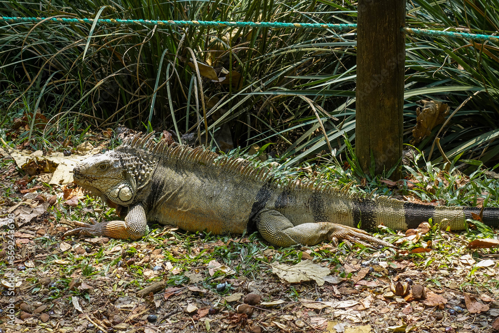 Big iguana lizard with skin color of earth and with long tail on the ground in botanical garden on a sunny day. Medellin, Colombia Big iguana lizard with skin color of earth and with long tail on the ground in botanical garden on a sunny day. Medellin, Colombia