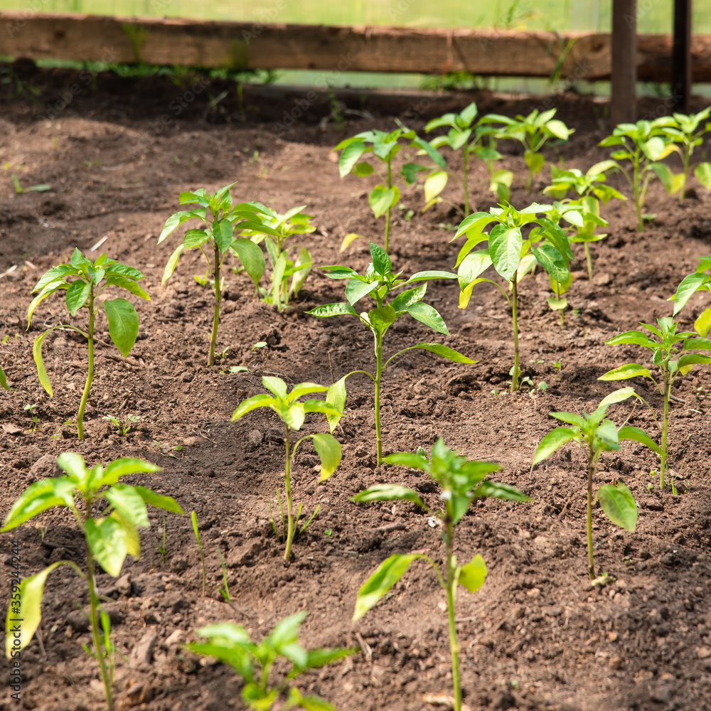 Garden with sprouts of bell pepper in a greenhouse on a home farm, selective focus Garden with sprouts of bell pepper in a greenhouse on a home farm, selective focus