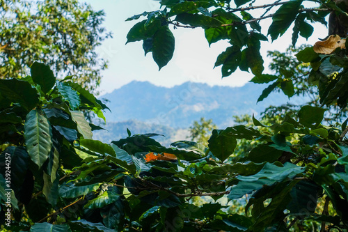 View from coffee plantation in Minca - Farm coffee plantation in Colombia - Cafe culture Colombia- 