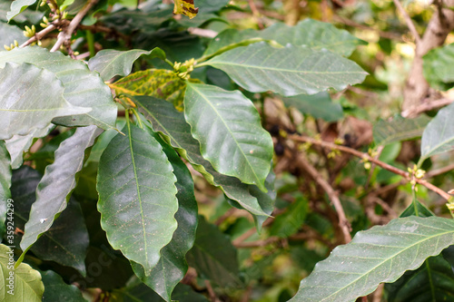 Coffee tree leafes at coffee plantation in Minca - Farm coffee plantation in Colombia - Cafe culture Colombia- 