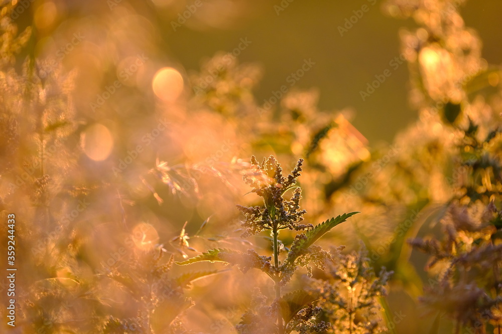 Wiese im goldenen Licht der aufgehenden Sonne