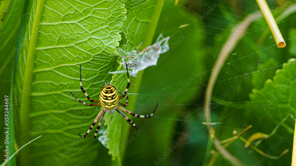 Argiope bruennichi (wasp spider) on a net in a grass Argiope bruennichi (wasp spider) on a net in a grass