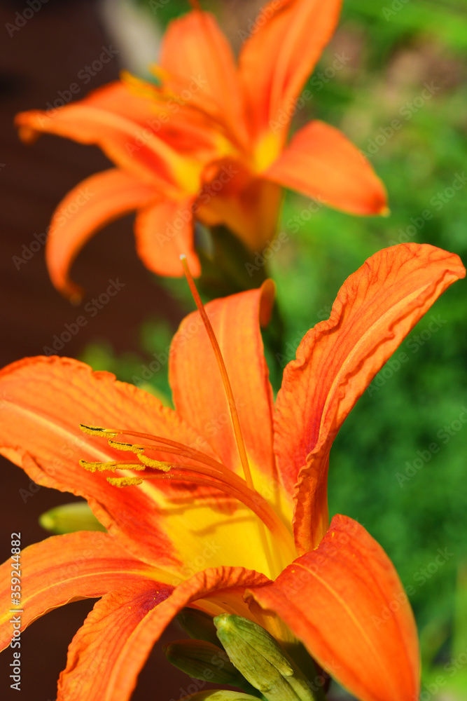 Bright and original summer Ukrainian flowers that grow on the streets of Dnipro, Ukraine. Large orange large lily flower buds, smelling lilies are located on a brown background. Bright and original summer Ukrainian flowers that grow on the streets of Dnipro, Ukraine. Large orange large lily flower buds, smelling lilies are located on a brown background.