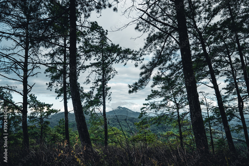 Naklejka premium Mountains and green trees during the day
