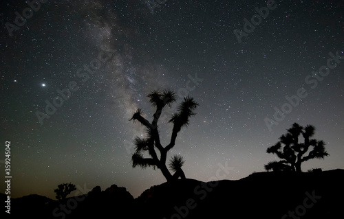 silhouette of a joshua tree against the milky way core