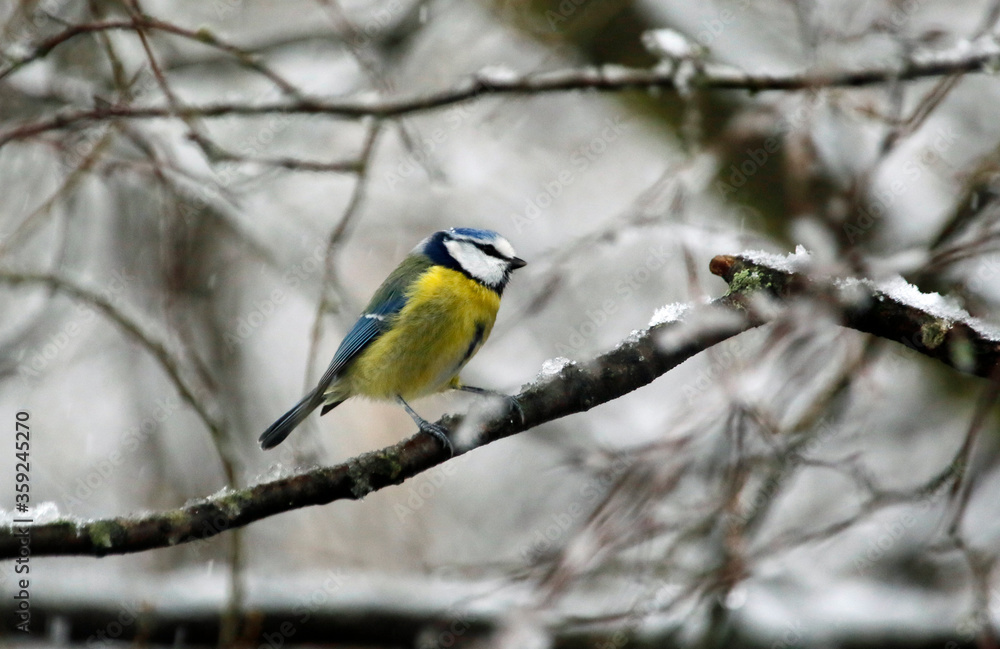 Bluetit in the woods Bluetit in the woods