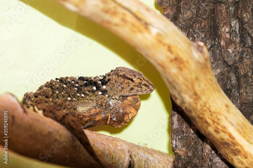 portrait of the thick-toed gecko sitting on a branch