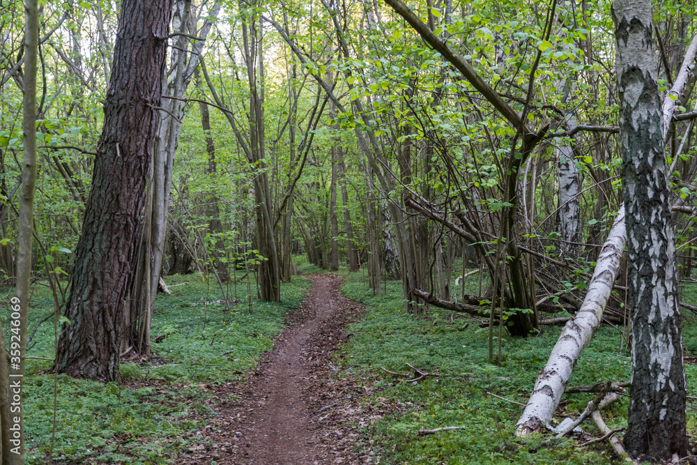 Footpath through a green forest in spring season Footpath through a green forest in spring season