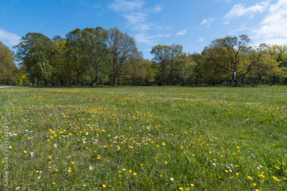 Beautiful forest glade with blossom flowers Beautiful forest glade with blossom flowers