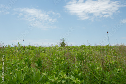 green field with grass and bushes and blue sky