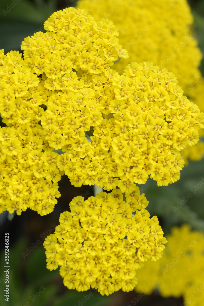 Obraz premium Vertical closeup of the bright yellow flowers of 'Moonshine' yarrow (Achillea 'Moonshine')