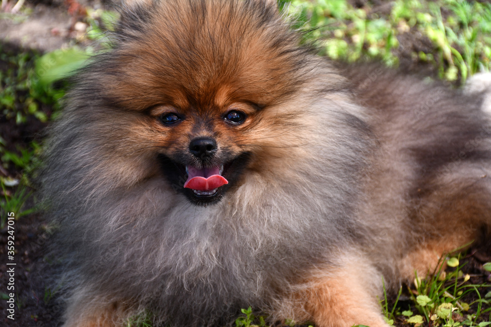 A young dog of the spitz breed lies on the ground leaning its tongue. A young dog of the spitz breed lies on the ground leaning its tongue.