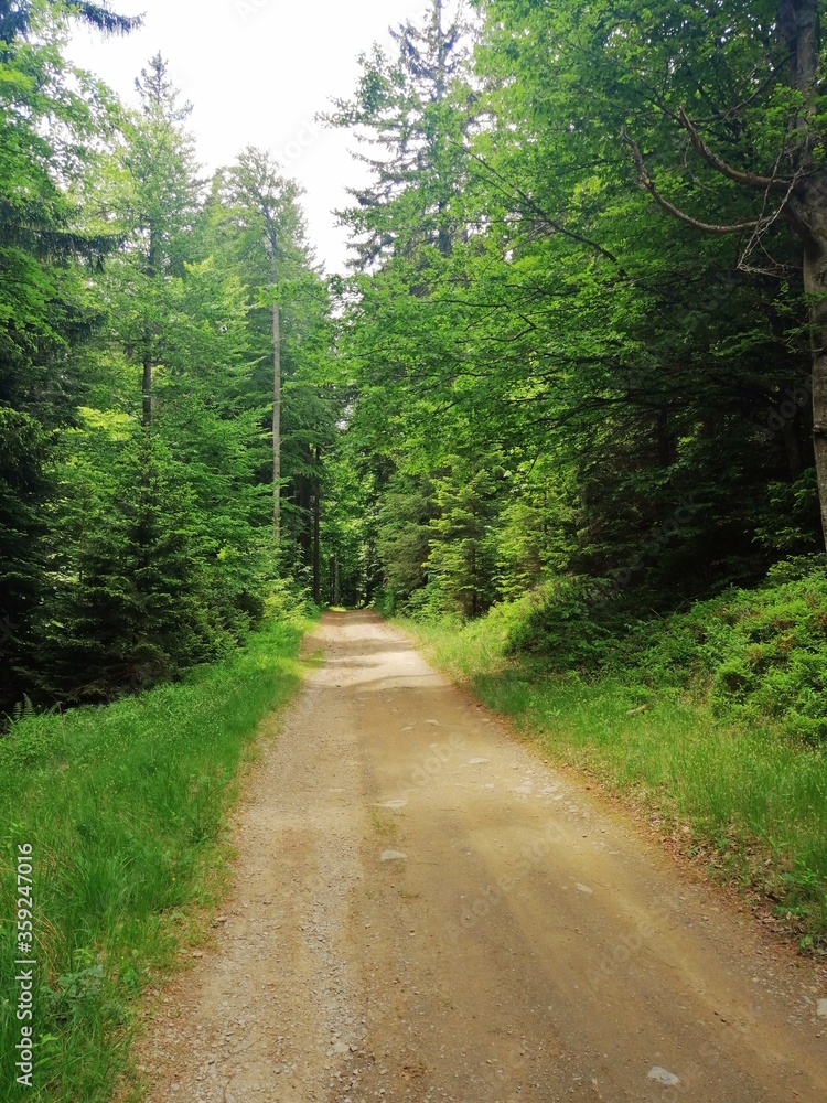 Forest road, path, way between trees, summer Forest road, path, way between trees, summer